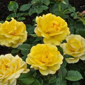 Fundraising Page: Carol Maresh